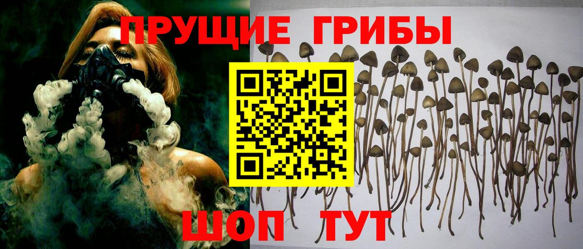 Зерноград  Галлюциногенные грибы GOLDEN TEACHER  Вход с VPN 
